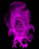 PURPLE_H.GIF