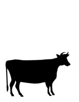 COW.CGM