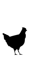 CHICKEN.CGM