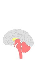 BRAINSDE.CGM