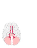 BRAINFUL.CGM