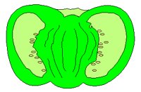 VEGTBL3.PCX