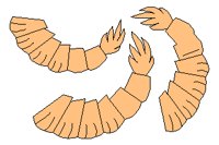 SHRIMP.PCX
