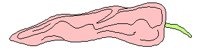 GARNSH5.PCX
