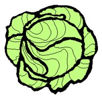 LETTUCE.TIF