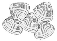 CLAMS.TIF