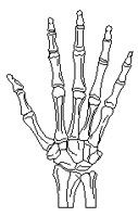 BONEHAND.TIF