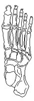 BONEFOOT.TIF