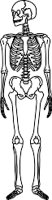 SKELETON.WMF