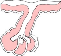 FOLLICLE.WMF