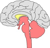 BRAINSDE.WMF