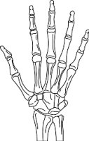 BONEHAND.WMF