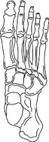 BONEFOOT.WMF