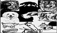 ANIMALS3.PGST.iff