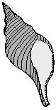 SHELL.EPS