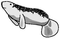 MANATEE.EPS