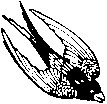 BIRD.EPS