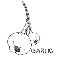 GARLIC.EPS