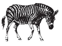 ZEBRA.EPS
