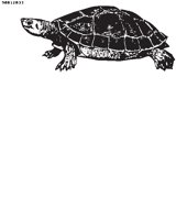 TURTLE4.EPS
