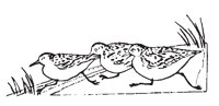 SHRBIRDS.EPS
