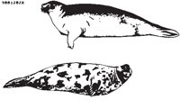 SEALION2.EPS