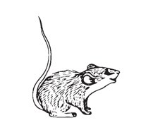 RAT.EPS