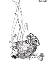 RABBIT1.EPS