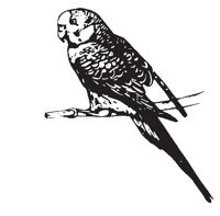PARAKEET.EPS