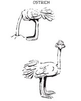 OSTRICH.EPS