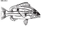 FISH105.EPS