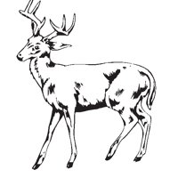 DEER01.EPS