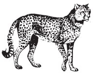 CHEETAH.EPS
