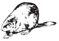 BEAVER02.EPS