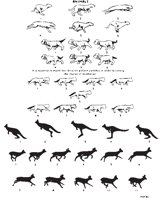 ANIMAL21.EPS