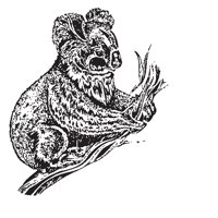 26_KOALA.EPS