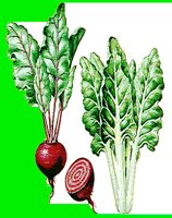 V05.LBM