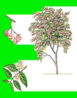 T089.LBM