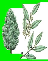T063.LBM