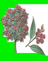 T040.LBM
