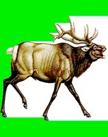 M051.LBM