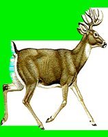 M041.LBM