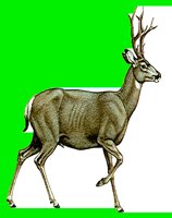 M039.LBM