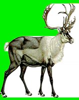 M031.LBM