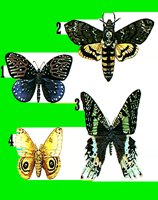I11B.LBM
