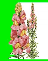 FL117.LBM