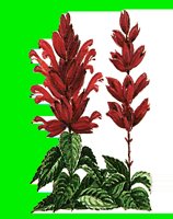 FL114.LBM