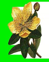 FL113.LBM