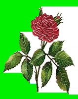 FL111.LBM