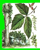 FL099.LBM